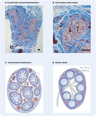 Cellular basis of learning and memory in the carotid body